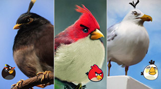 Angry-Birds_Realistic-Digital-art-photoshop-wonder