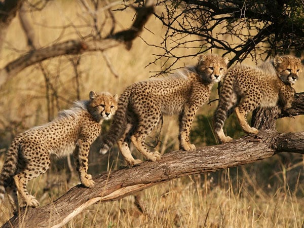cheetah cubs south africa_ breathtaking national geographic nature wallpapers hd