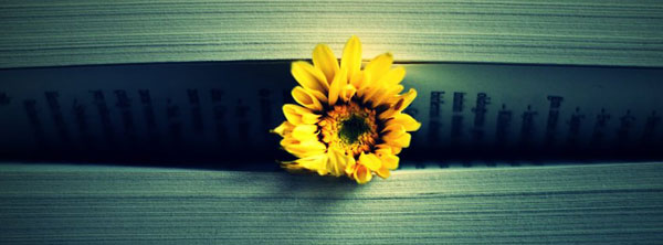 Yellow-Flower-book-Fb-Timeline-cover