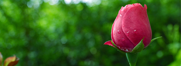 Pink-Rose-Flower-Cover-Facebook