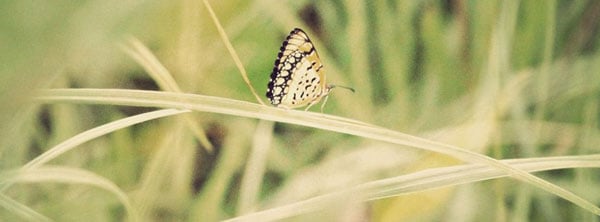 Butterfuly-Macro-Capture-Facebook-Cover