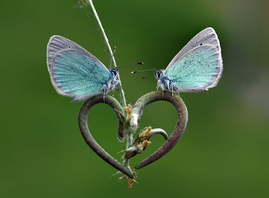 Butterfly-Macro-Phot