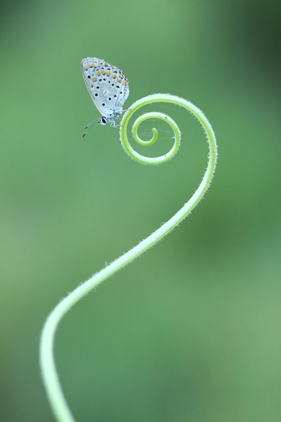 Butterfly-Macro-Phot