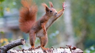 Great-Tips-For-Beginners-Who-Want-Great-Wildlife-Photographer