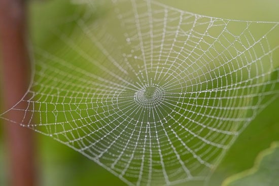 Spider-Web-Macro-Pho