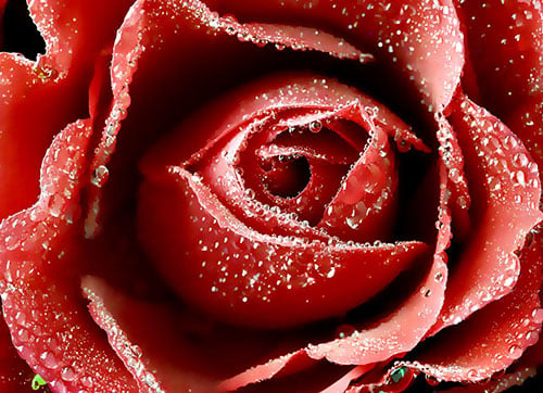 Rose-Flower-Background-Image-for-valentine