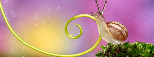 Snail-Macro-Photography-Cover-of-Fb-timeline
