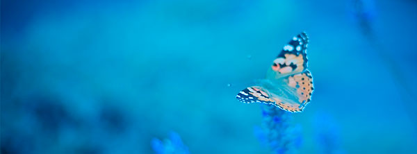 Blue-Fb-Timeline-Cover-Butterfly