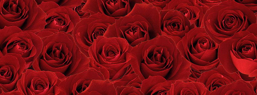 Roses-fb-cover-photo