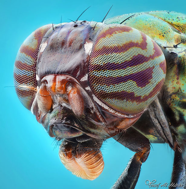 30 Stunning Extreme Macro Photography Shots by Gold 30 Stunning Extreme Macro Photography Shots by Gold