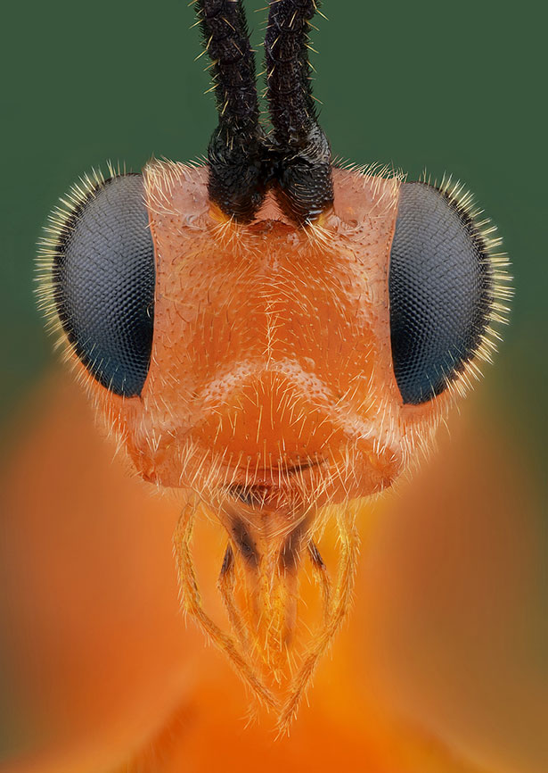 30 Stunning Extreme Macro Photography Shots by Gold 30 Stunning Extreme Macro Photography Shots by Gold