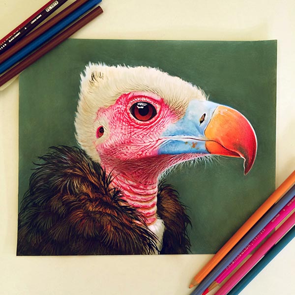 color pencil sketch drawing color pencil sketch drawing