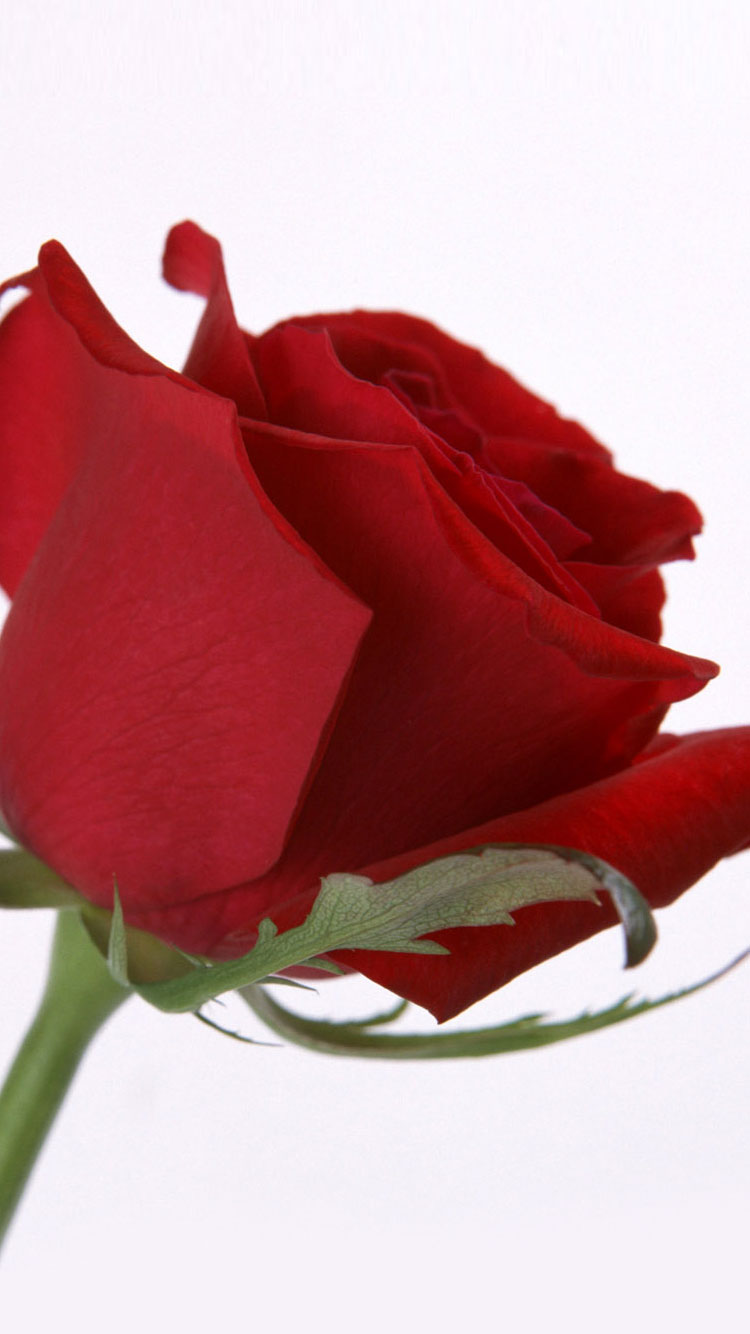 Iphone 6 Iphone Rose Wallpaper Hd