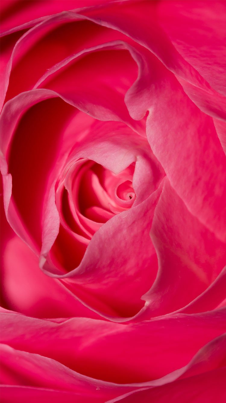 Red Rose Wallpaper Iphone 7