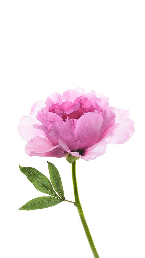 Flower-Apple-iPhone-7-Plus-&-Xiaomi-MiUI-9-Wallpaper-(1)