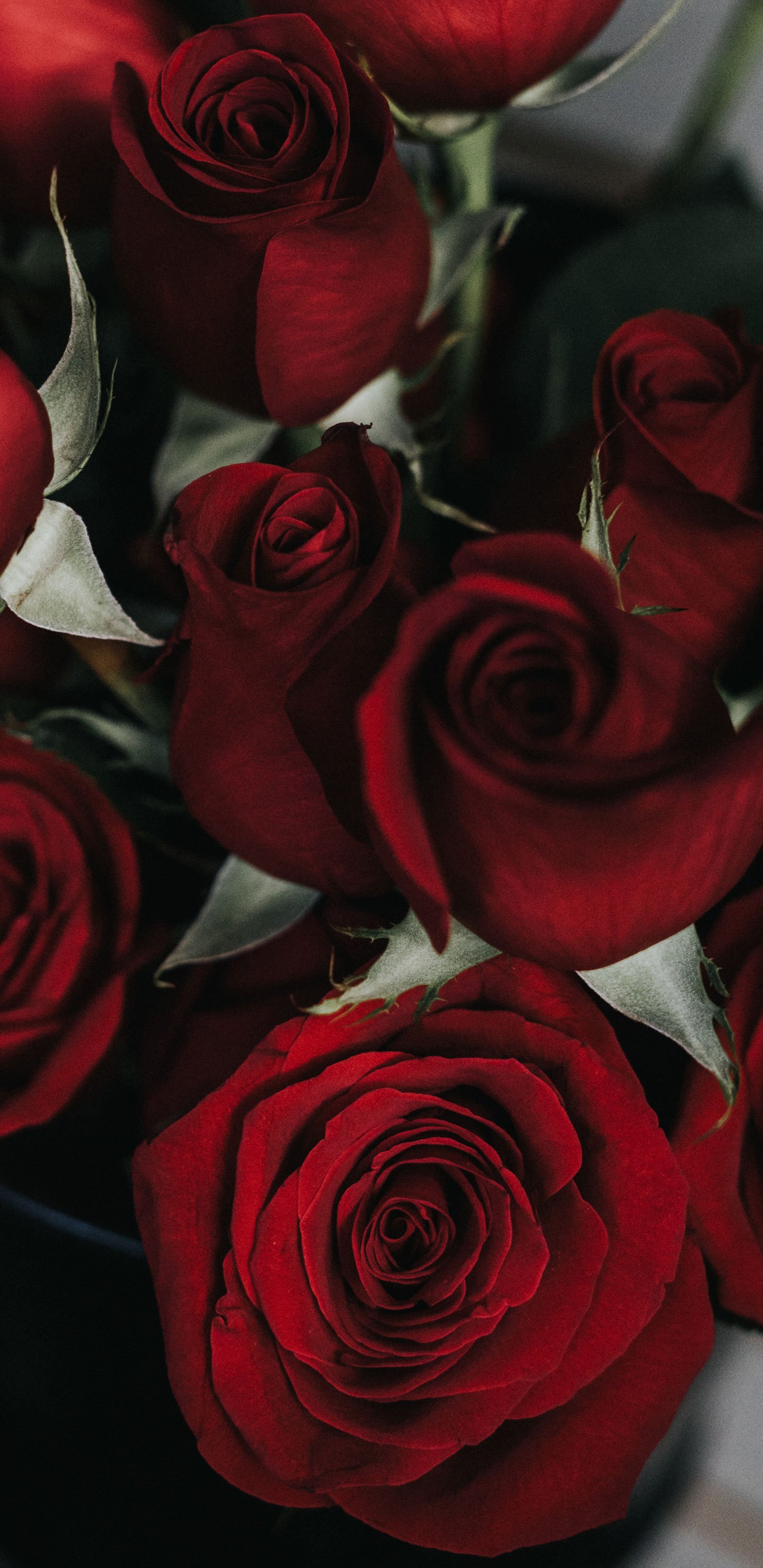Picture Of A Rose Galaxy Background