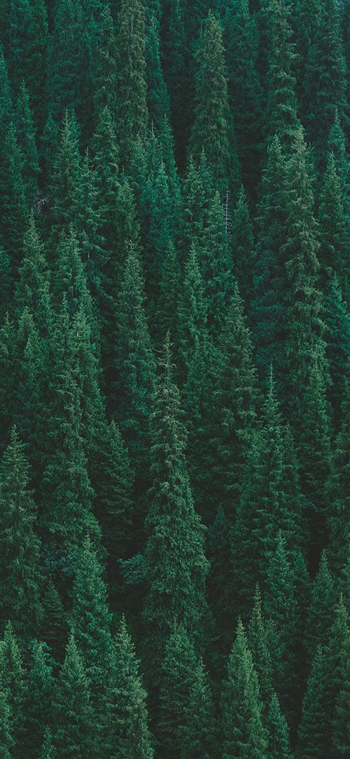 Forest-Apple-iPhone-X-Wallpaper