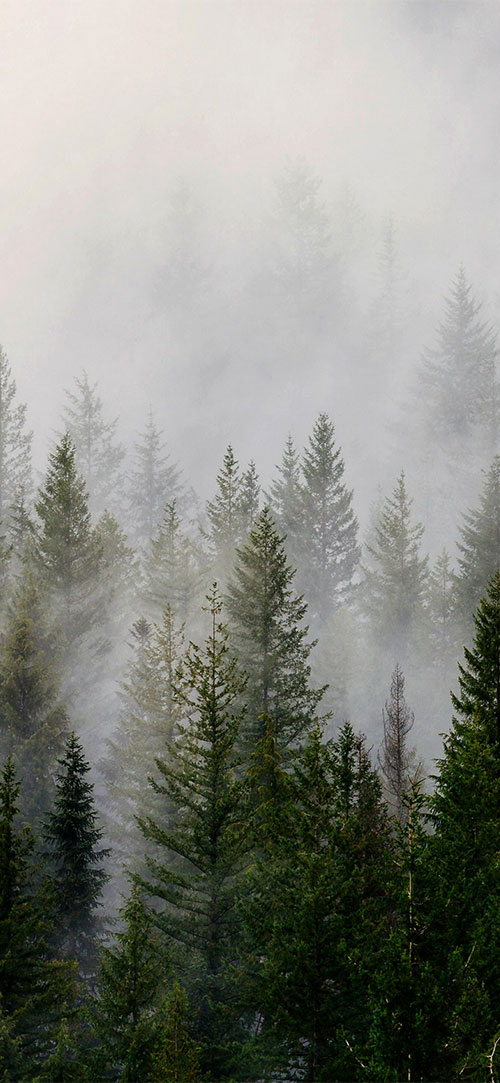 Sanober-trees-Apple-iPhone-X-Wallpaper