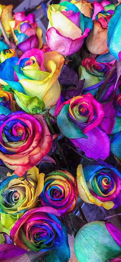 Colorful-Roses-iPhone-X-Plus-Wallpaper