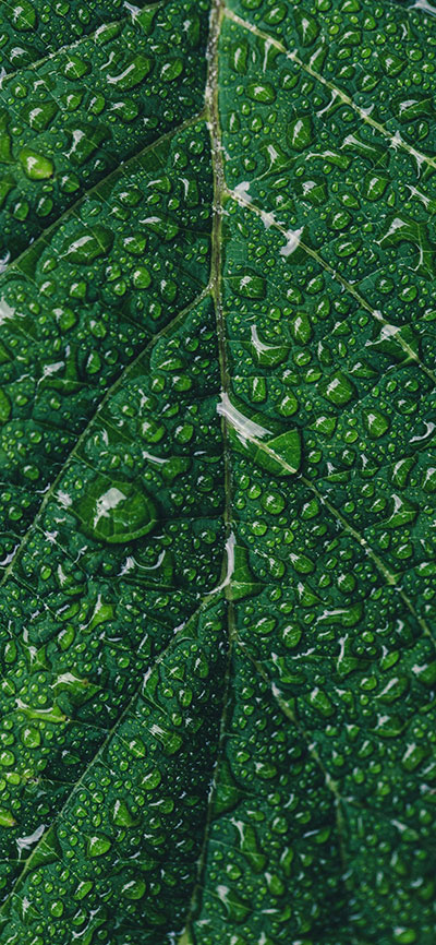 Dew-Drop-Droplet-iPhone-X-Plus-Wallpaper