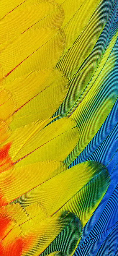 Feathers-iPhone-X-Plus-Wallpaper