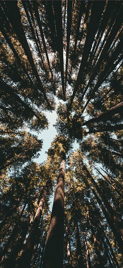 Trees-iPhone-X-Plus-Wallpaper