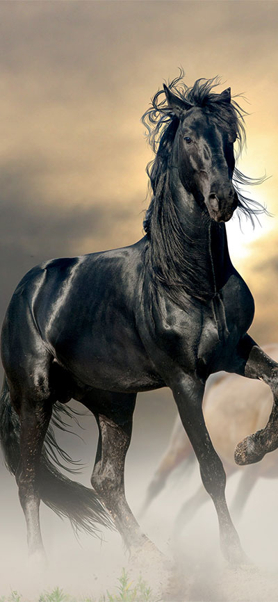Black-Horse_-iPhone-XR-Wallpaper