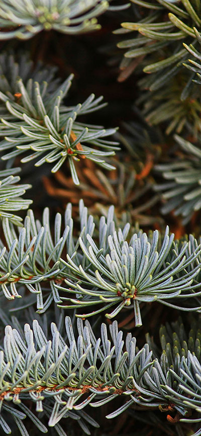 Christmas-Pine-Tree-iPhone-Xs-Max-Wallpaepr