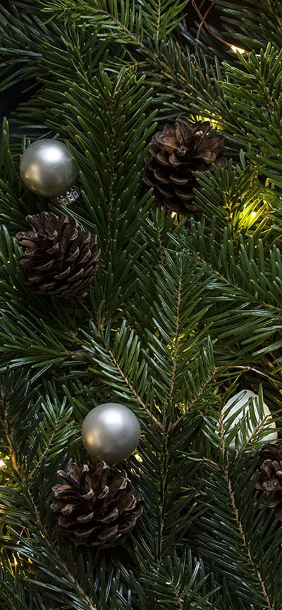 pinetree-iPhone-Xs-Max-Background