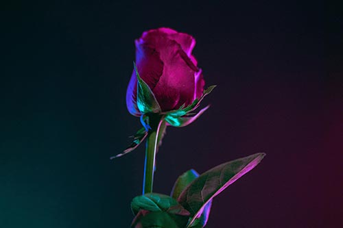 Beautiful-Rose-at-night-stock-photo