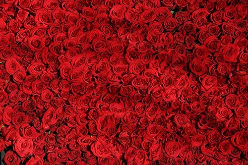 Red-Roses-Wallpaper-HD-Photo