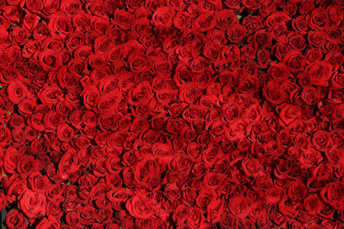 Red-Roses-Wallpaper-HD