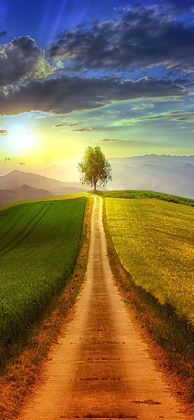 the_tree_landscape_iPhone-X-Wallpaper