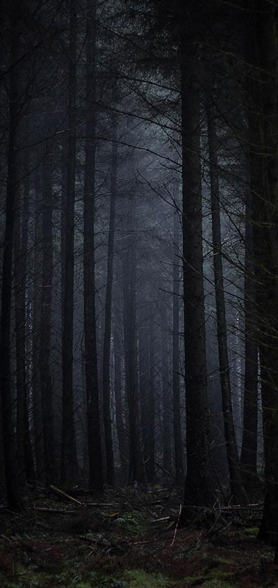 dark-forest-fog-scary-trees-Samsung-Galaxy-Note-10-Wallpaper-2020