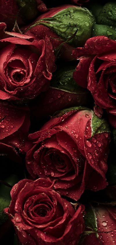 red-roses-Samsung-Galaxy-Note-10-Wallpaper-2020