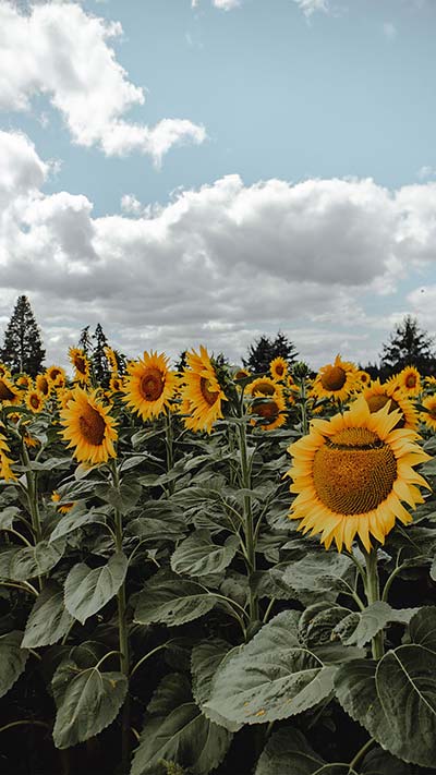 Sunflower-High-Quality-4K-Vivo-OPPO-Huawei-Mobile-Wallpaper-2020