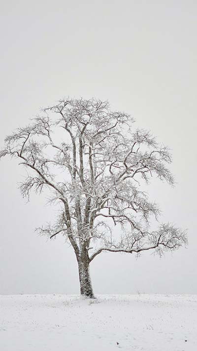 frozen-tree-High-Quality-4K-Vivo-OPPO-Huawei-Mobile-Wallpaper-2020