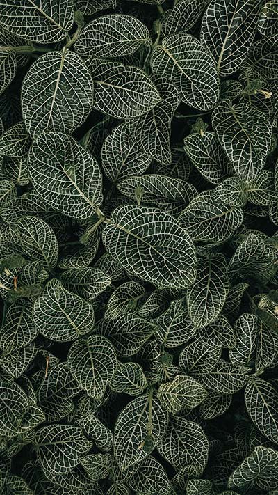 mint-leaves-High-Quality-4K-Vivo-OPPO-Huawei-Mobile-Wallpaper-2020