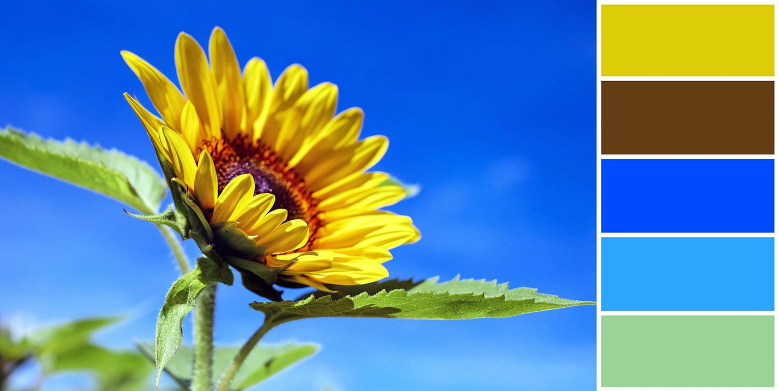 10 Best Summer 5 Color Combinations for 2022 Designbolts